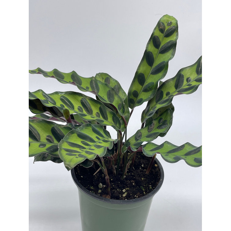 Florida House Plants Calathea Lancifolia Rattlesnake Prayer Plant